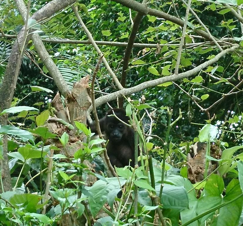 Casa Verde, Cahuita Kültér fotó