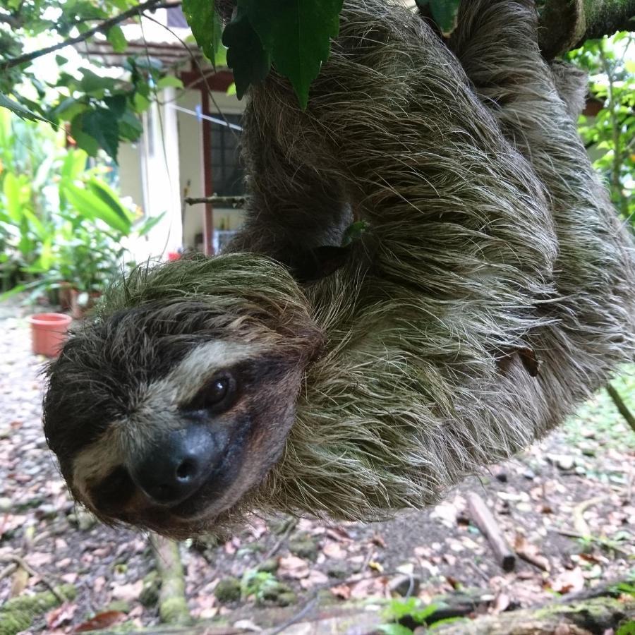 Casa Verde, Cahuita Kültér fotó